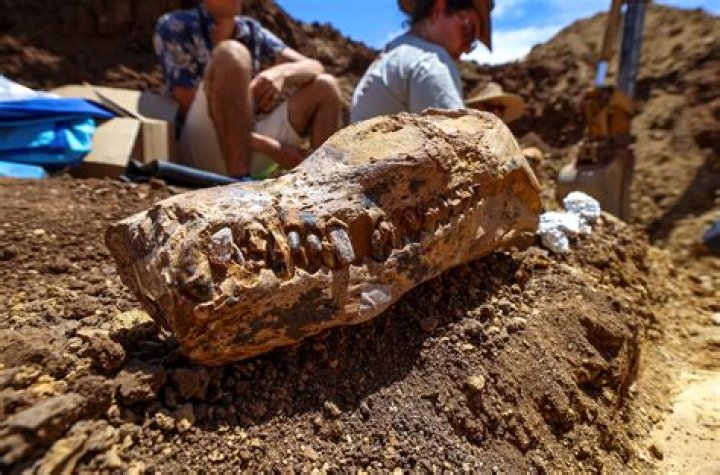 
Archaeologists Find Remains of Small Dogs Similar to Dachshunds in the Drains of Rome’s Colosseum 