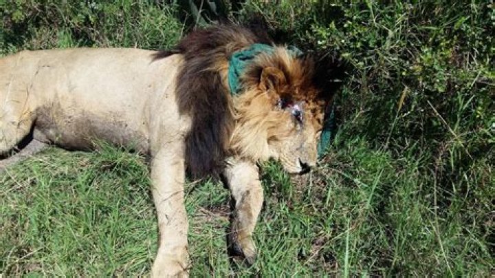 Jeffrey Lion Obituary, What was Jeffrey Lion Cause of Death?