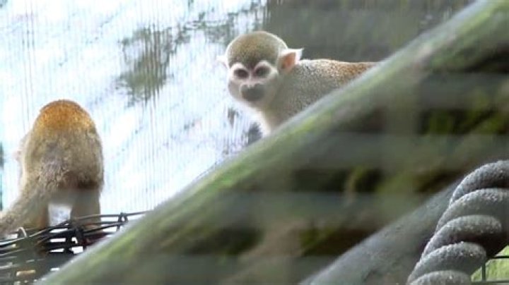
Louisiana Zoo Officials Claim 12 Squirrel Monkeys Stolen 