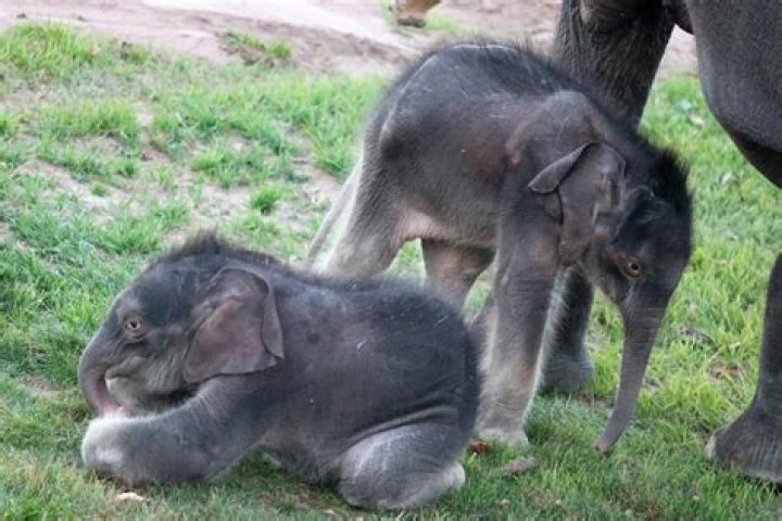 
New York Zoo Announces ‘Historic’ Birth of Twin Asian Elephants 