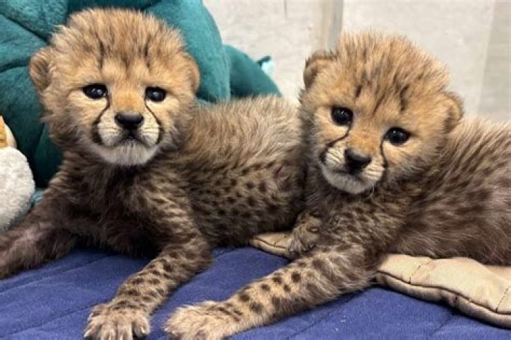 
Smithsonian’s National Zoo Welcomes Two Newborn Cheetah Cubs 