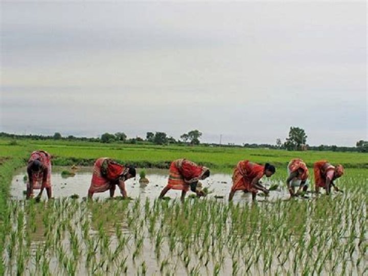 
Tiruchi farmers lash out against TN govt over lack of procurement 