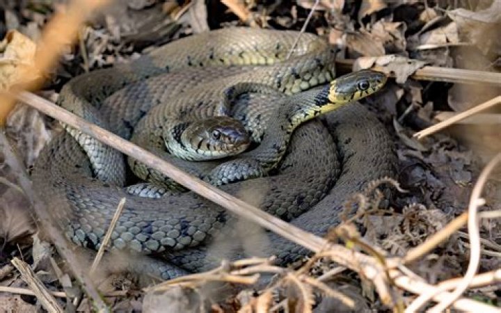 
When will USA Network broadcast Snake in the Grass Season 1 Episode 2? Exploring the release date and more 